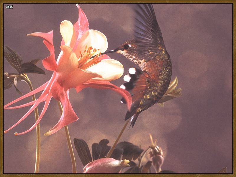 Rufous Hummingbird (Selasphorus rufus) {!--갈색벌새-->; DISPLAY FULL IMAGE.