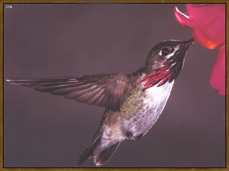 Calliope Hummingbird (Stellula calliope) {!--진홍가슴벌새-->; DISPLAY FULL IMAGE.