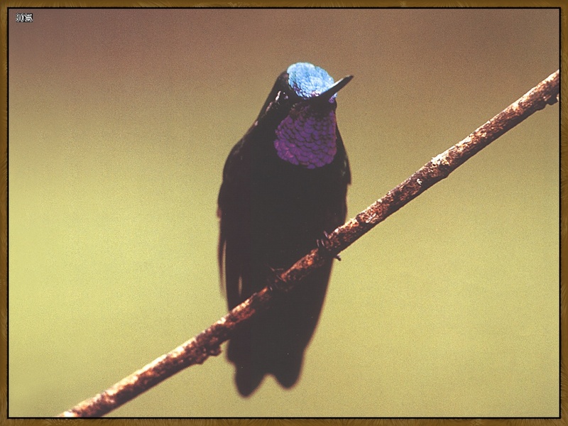 Purple-throated mountain-gem (Lampornis calolaema) {!--청관보석벌새-->; DISPLAY FULL IMAGE.