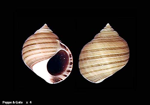 Common Periwinkle (Littorina littorea) {!--유럽총알고둥-->; Image ONLY
