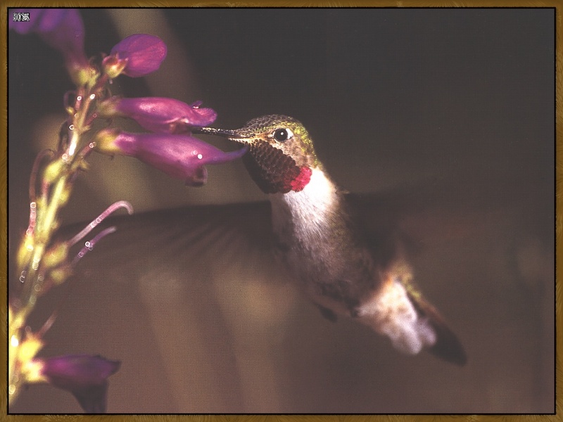 Broad-tailed Hummingbird (Selasphorus platycercus) {!--넓적꼬리벌새-->; DISPLAY FULL IMAGE.