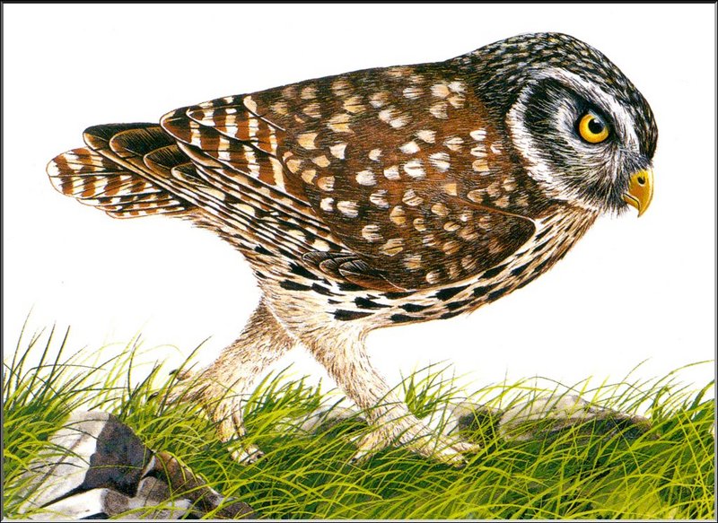 [Extinct Animals] Crete Giant Owl (Athene cretensis) {!--크레테큰올빼미-->; DISPLAY FULL IMAGE.