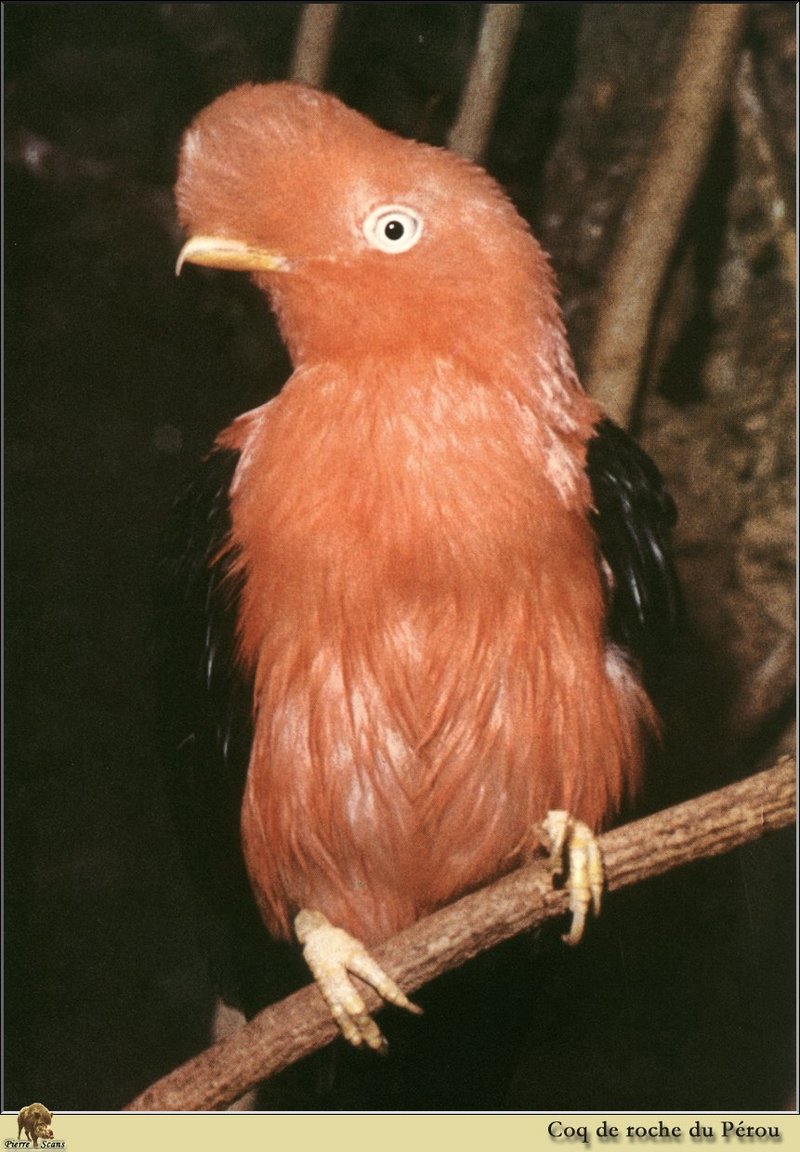 Andean Cock-of-the-rock (Rupicola peruviana) {!--안데스바위새-->; DISPLAY FULL IMAGE.