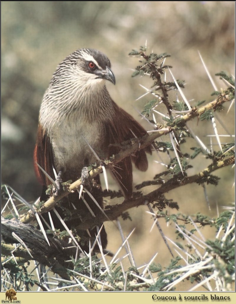 White-browed Coucal (Centropus superciliosus) {!--흰눈썹코칼-->; DISPLAY FULL IMAGE.