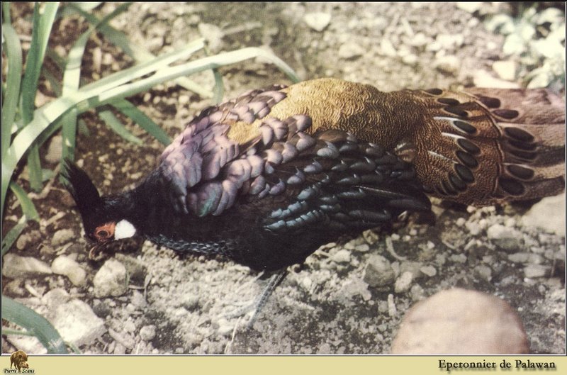 Palawan Peacock-Pheasant (Polyplectron emphanum) {!--팔라완쇠공작-->; DISPLAY FULL IMAGE.