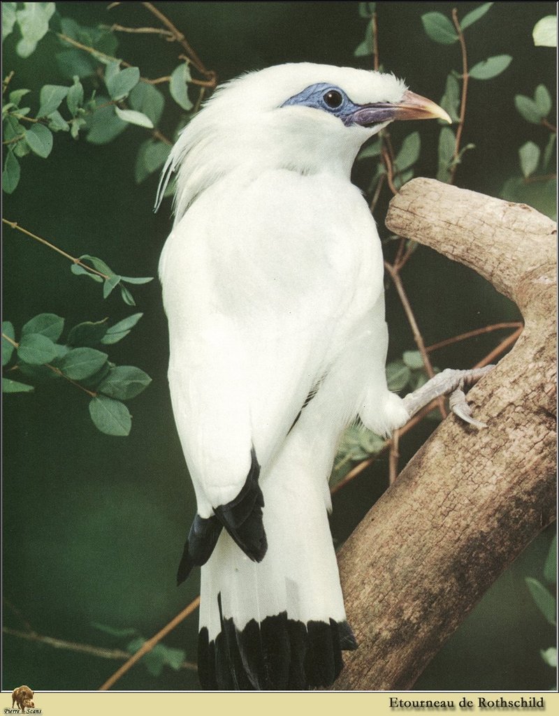 Bali Starling (Leucopsar rothschildi) {!--흰찌르레기(흰뿔쇠찌르레기)-->; DISPLAY FULL IMAGE.