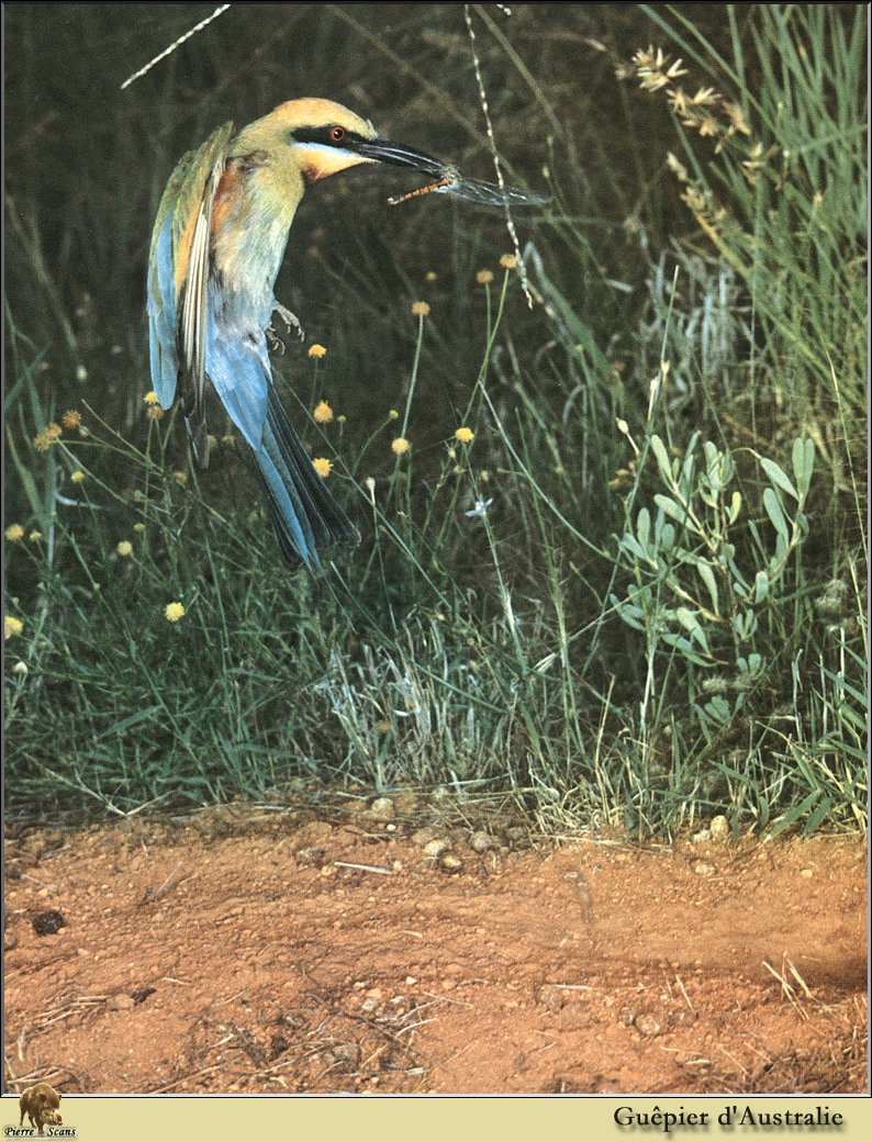 Rainbow Bee-eater (Merops ornatus) {!--무지개벌잡이새-->; DISPLAY FULL IMAGE.