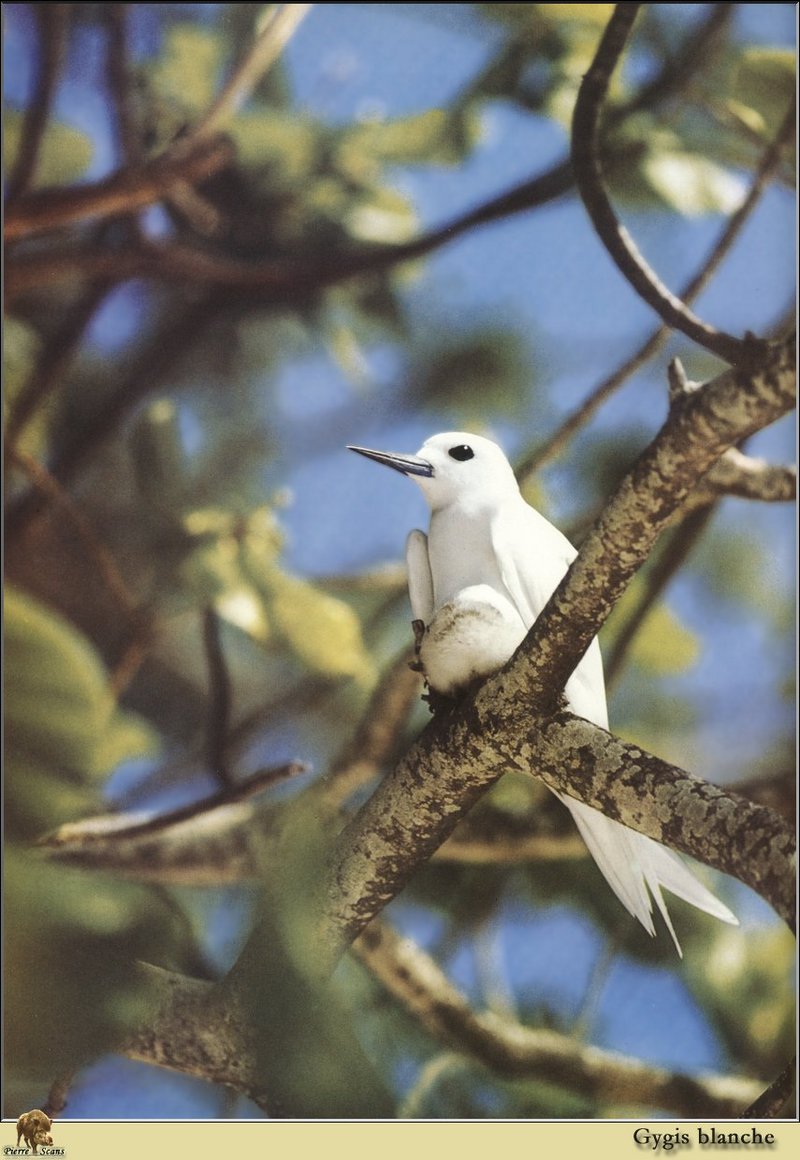 White Tern (Gygis alba) {!--흰제비갈매기-->; DISPLAY FULL IMAGE.