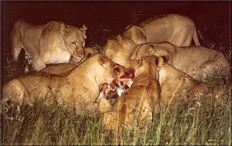 African lion (Panthera leo) {!--아프리카사자-->; DISPLAY FULL IMAGE.