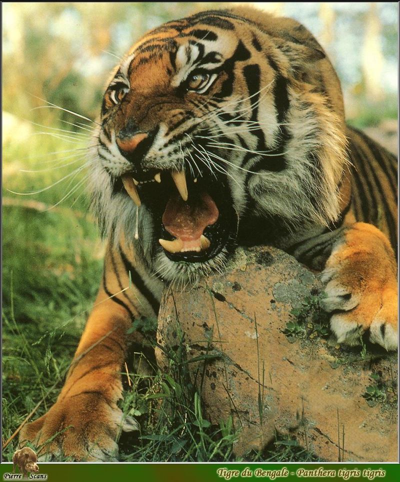 Bengal Tiger (Panthera tigris tigris) {!--벵골호랑이-->; DISPLAY FULL IMAGE.