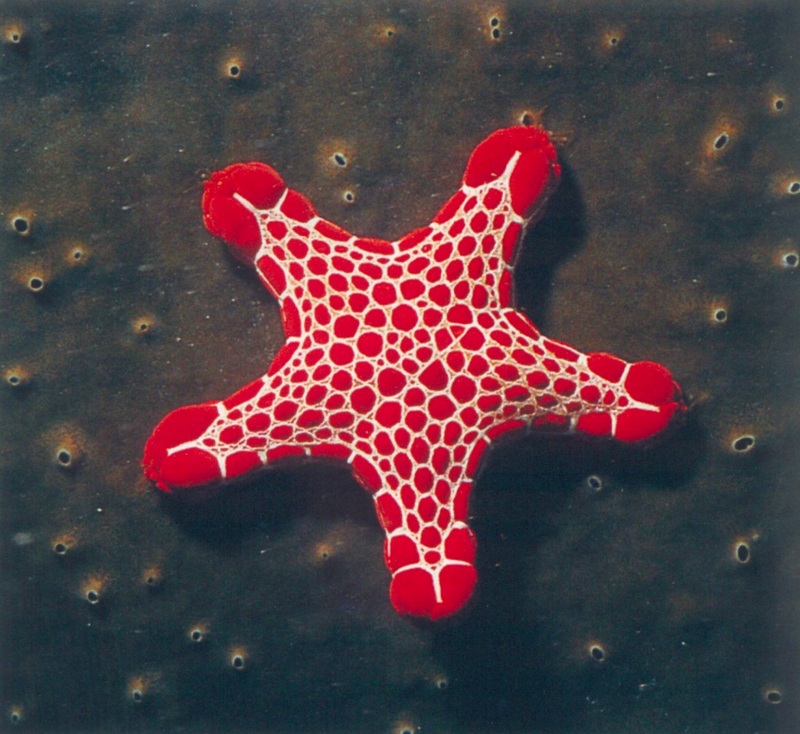 Vermilion Biscuit Sea Star (Pentagonaster duebeni) {!--호주붉은방석불가사리-->; DISPLAY FULL IMAGE.