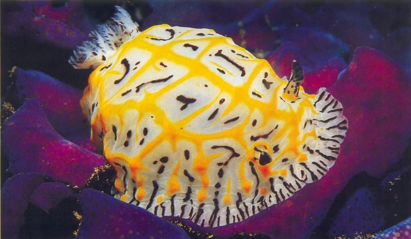 Nudibranch {!--갯민숭달팽이목-->; DISPLAY FULL IMAGE.