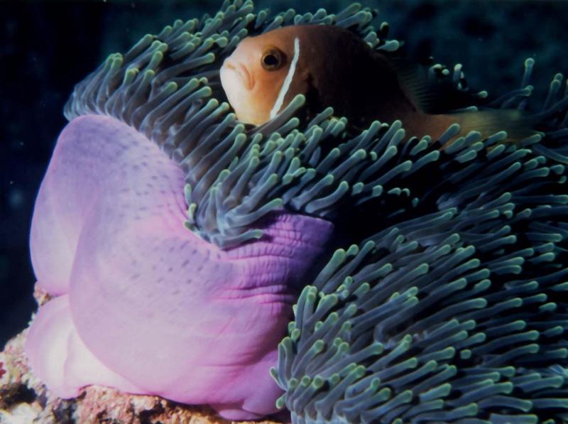 Pink Skunk Clownfish (Amphiprion perideraion) {!--분홍동가리-->; DISPLAY FULL IMAGE.