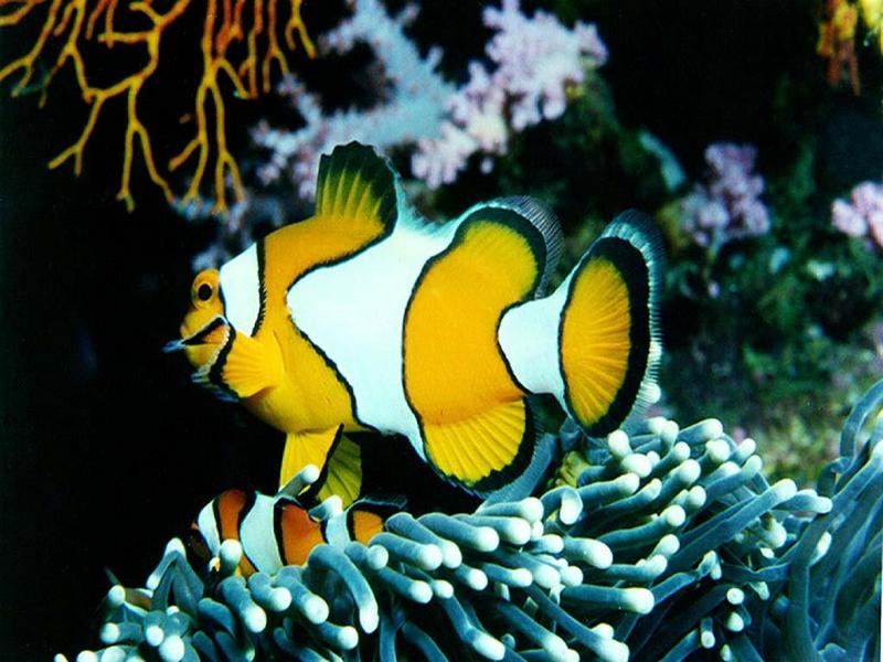 Orange Clownfish (Amphiprion percula) {!--오렌지동가리-->; DISPLAY FULL IMAGE.