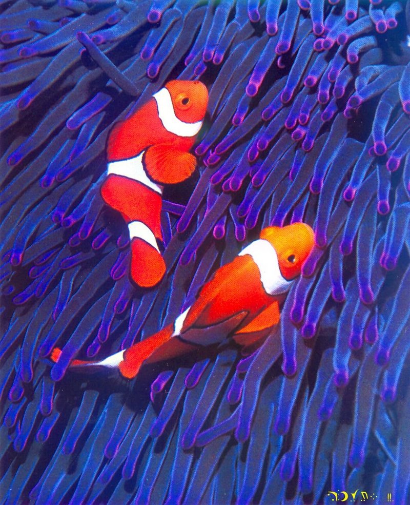 False Percula Clownfish (Amphiprion ocellaris) {!--오렌지동가리붙이-->; DISPLAY FULL IMAGE.