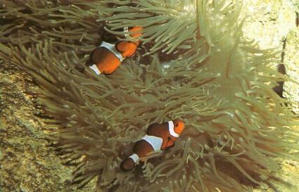 False Percula Clownfish (Amphiprion ocellaris) {!--오렌지동가리붙이-->; Image ONLY
