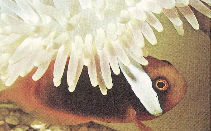 Clownfish (Amphiprion sp.) {!--동가리돔류-->; DISPLAY FULL IMAGE.
