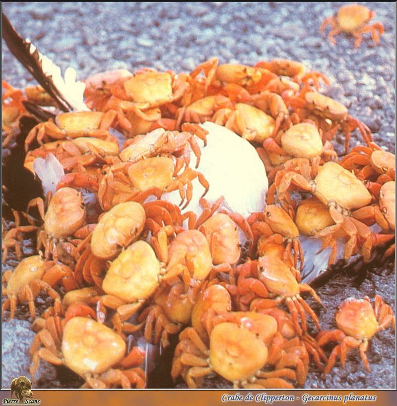 Socorro Island Red Land Crab (Gecarcinus planatus) {!--붉은참게-->; DISPLAY FULL IMAGE.
