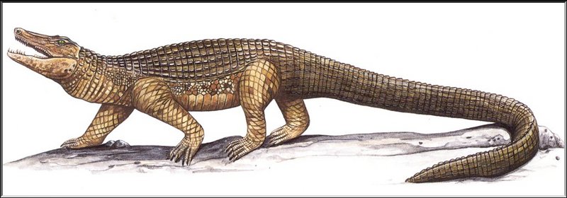 [Extinct Animals] New Caledonia Terrestrial Mekosuchine Crocodile (Mekosuchus inexpectatus) {!--뉴칼레도니아육지악어-->; DISPLAY FULL IMAGE.