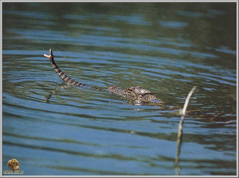 Alligator attacking Banded Sea Krait (Laticauda colubrina) {!--큰띠바다독사-->; DISPLAY FULL IMAGE.