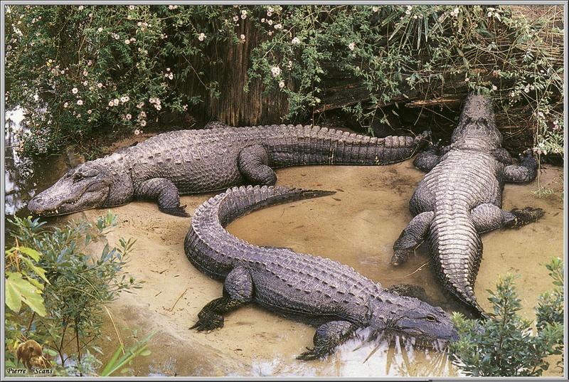 American Alligator (Alligator mississippiensis) {!--미시시피악어-->; DISPLAY FULL IMAGE.