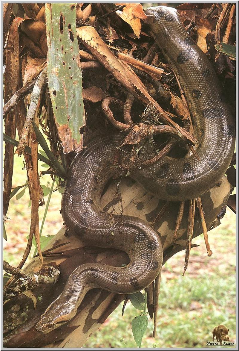 Green Anaconda (Eunectes murinus) {!--아나콘다-->; DISPLAY FULL IMAGE.