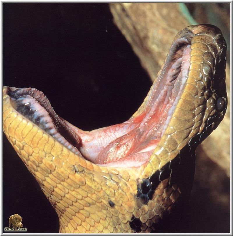 Green Anaconda (Eunectes murinus) {!--아나콘다-->; DISPLAY FULL IMAGE.