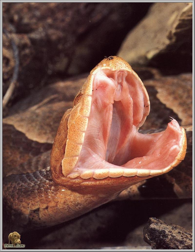 Copperhead (Agkistrodon contortrix) {!--구리머리살모사-->; DISPLAY FULL IMAGE.
