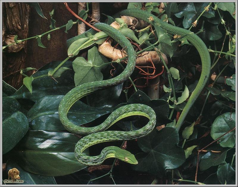 Golden Flying Snake (Chrysopelea ornata) {!--날뱀, 비사(飛蛇)-->; DISPLAY FULL IMAGE.