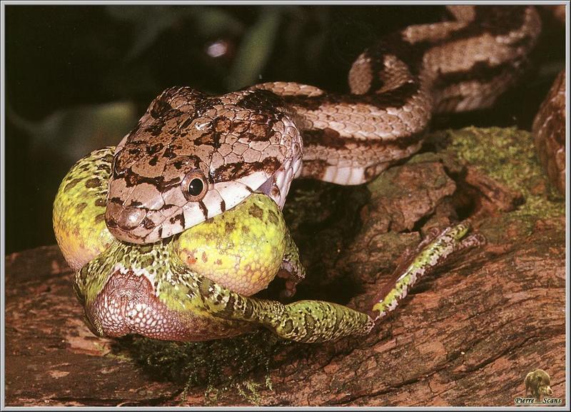 Snake eating Frog; DISPLAY FULL IMAGE.