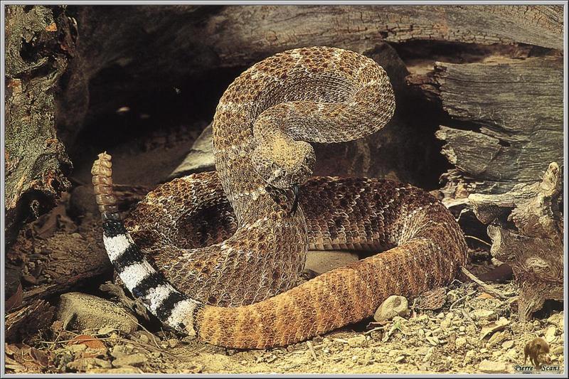 Eastern Diamondback --> Western Diamondback Rattlesnake (Crotalus atrox) {!--서부다이아몬드방울뱀-->; DISPLAY FULL IMAGE.