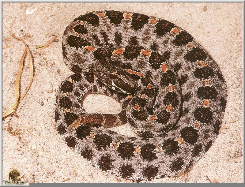 Pygmy Rattlesnake (Sistrurus miliarius) {!--피그미방울뱀-->; DISPLAY FULL IMAGE.