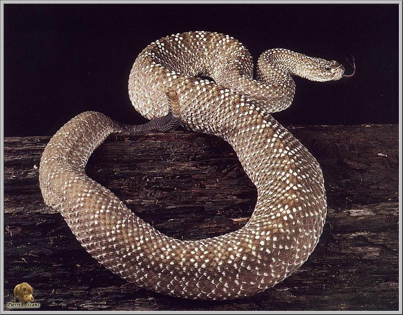 Rattlesnake (Crotalus sp.) {!--방울뱀류-->; DISPLAY FULL IMAGE.