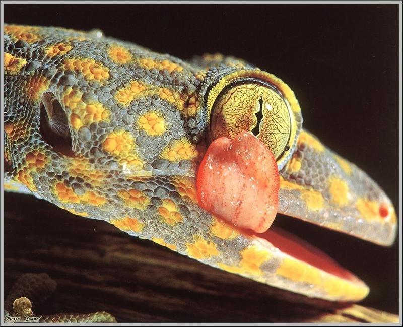Gecko; DISPLAY FULL IMAGE.