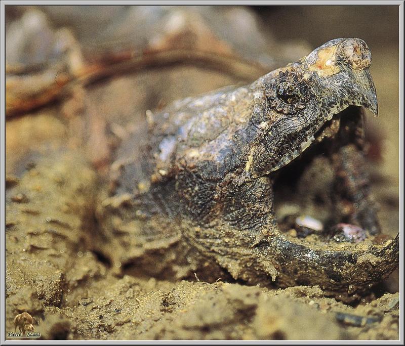 Alligator Snapping Turtle (Macrochelys temminckii) {!--악어거북-->; DISPLAY FULL IMAGE.