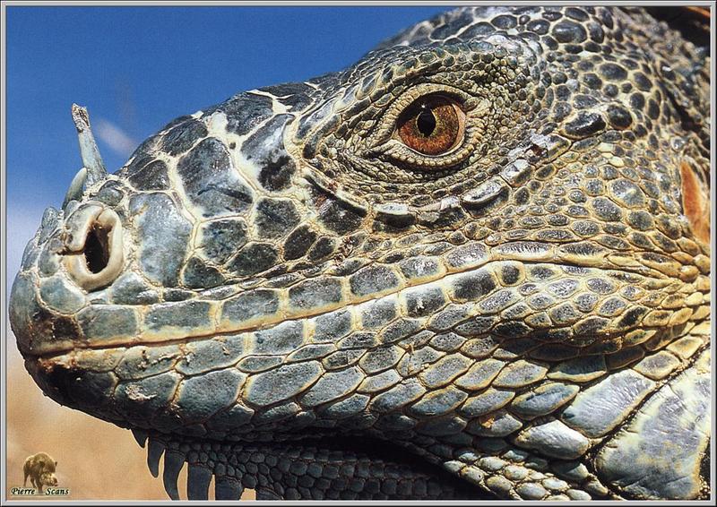 Desert Iguana (Dipsosaurus dorsalis) {!--사막이구아나-->; DISPLAY FULL IMAGE.
