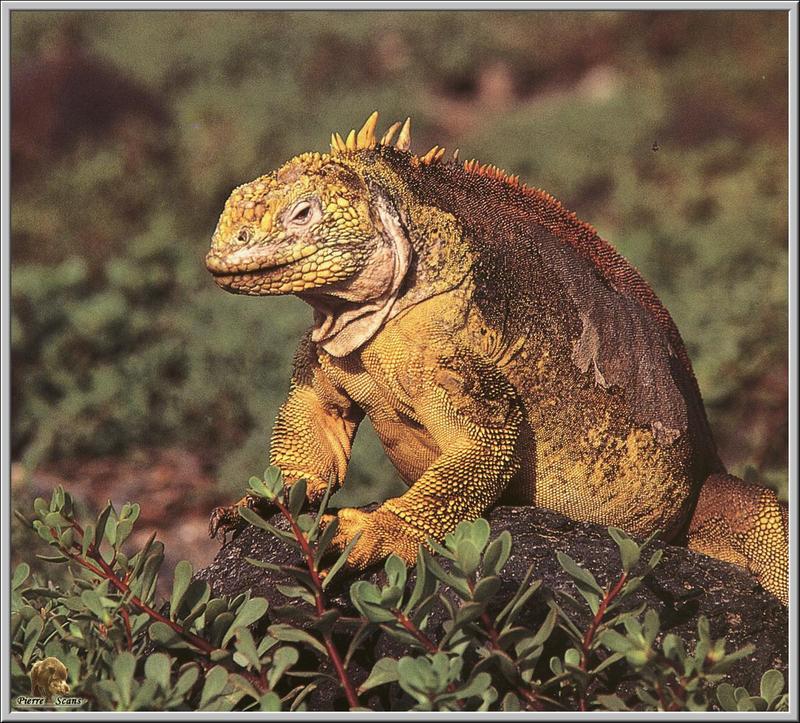 Galapagos Land Iguana (Conolophus subcristatus) {!--갈라파고스육지이구아나-->; DISPLAY FULL IMAGE.