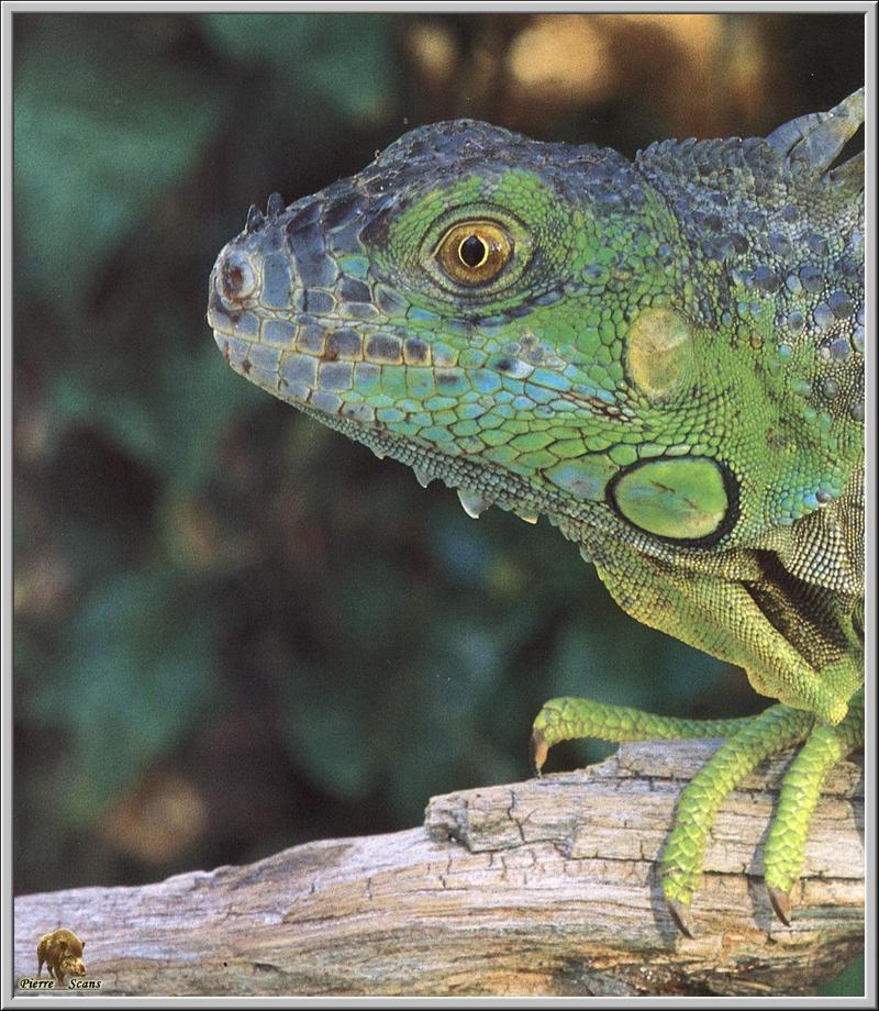 Green Iguana (Iguana iguana) {!--이구아나-->; DISPLAY FULL IMAGE.