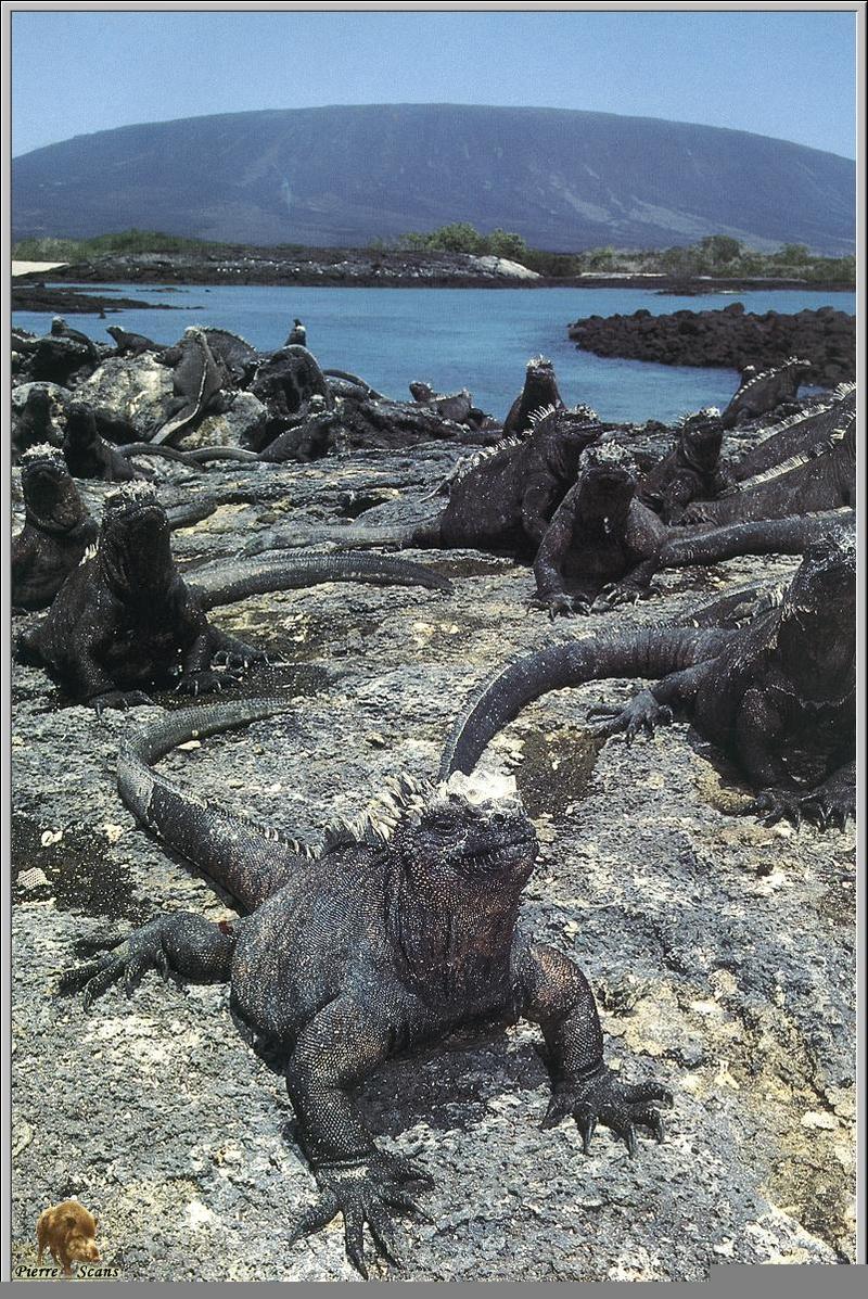 Galapagos Marine Iguana (Amblyrhynchus cristatus) {!--바다이구아나-->; DISPLAY FULL IMAGE.