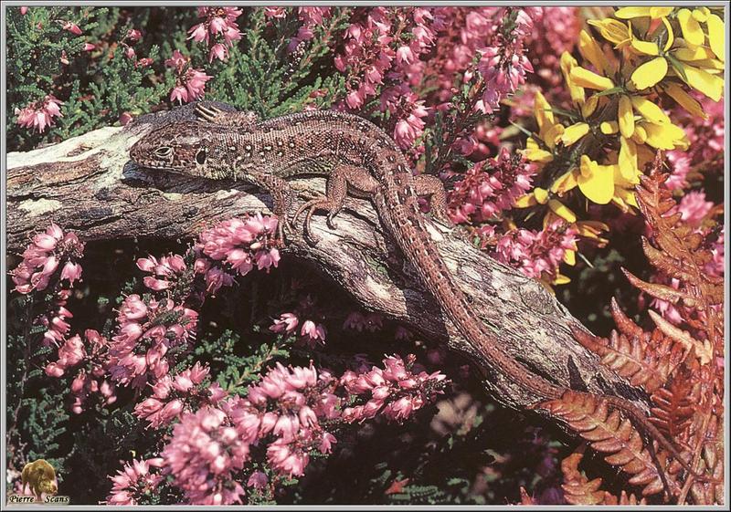 Sand Lizard (Lacerta agilis) {!--모래장지뱀-->; DISPLAY FULL IMAGE.