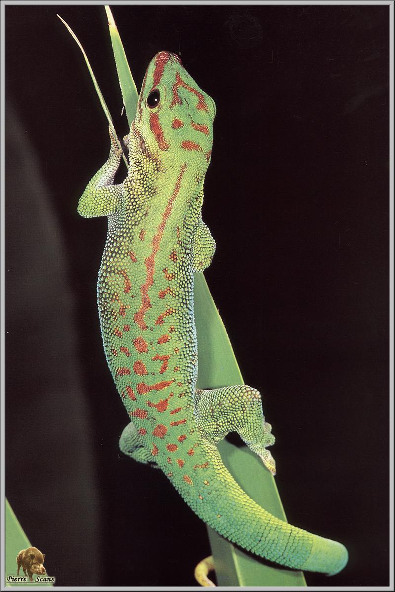 Giant Lizard; DISPLAY FULL IMAGE.