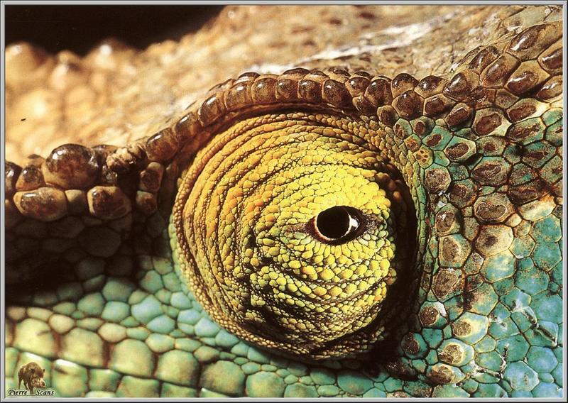 Parson's Chameleon (Calumma parsonii) eye {!--파슨카멜레온-->; DISPLAY FULL IMAGE.