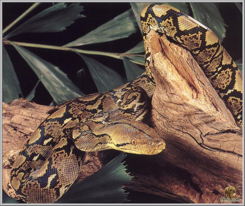 Reticulated Python (Python reticulatus) {!--왕비단뱀-->; DISPLAY FULL IMAGE.