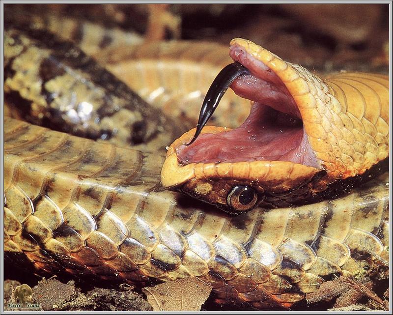 Photograph, Eastern Hognose Snake Playing Dead