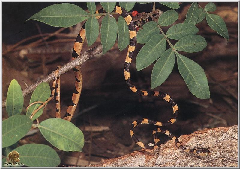 Blunt-headed Tree Snake (Imantodes cenchoa) {!--두꺼비나무뱀-->; DISPLAY FULL IMAGE.