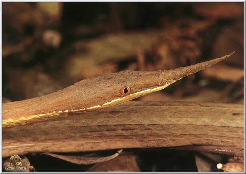 Madagascar Leaf-nosed Snake (Langaha madagascariensis) {!--마다가스카르잎코덩굴뱀-->; DISPLAY FULL IMAGE.