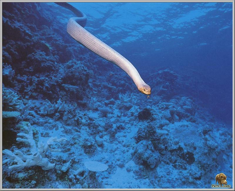 Sea Snake (Australia) {!--바다뱀류-->; DISPLAY FULL IMAGE.