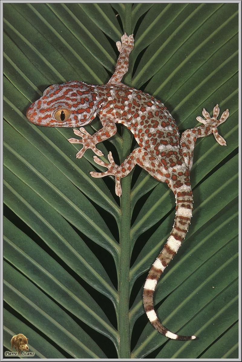 Tokay Gecko (Gekko gecko) {!--토케이도마뱀붙이, 대벽호(大壁虎), 왕수궁(王守宮)-->; DISPLAY FULL IMAGE.