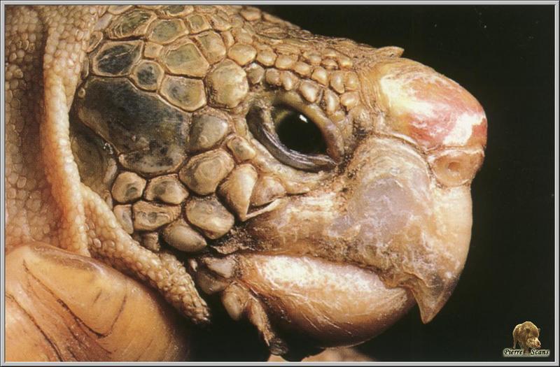 Hawksbill Sea Turtle (Eretmochelys imbricata) {!--매부리거북-->; DISPLAY FULL IMAGE.