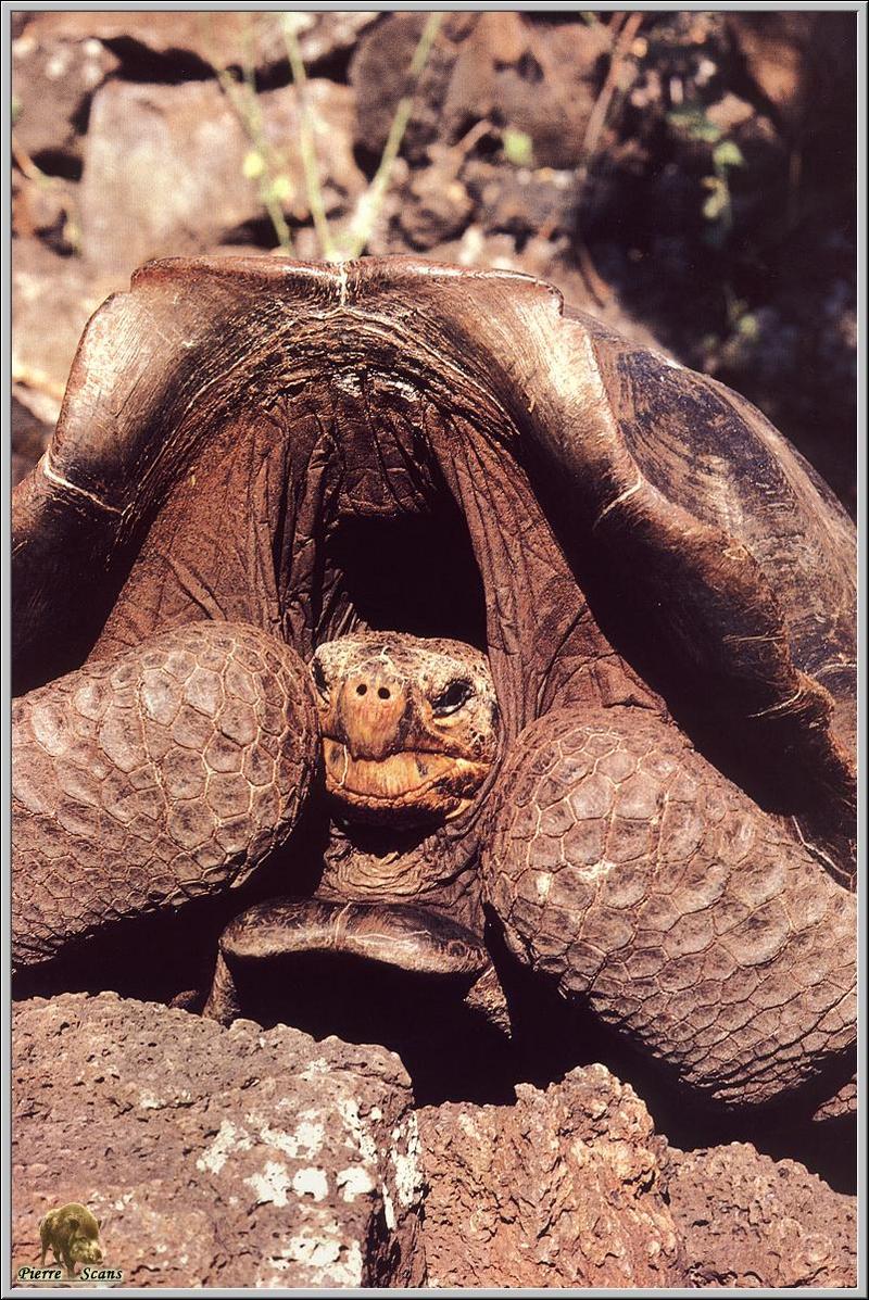 Galapagos Giant Tortoise (Saddle-Backed type) (Geochelone nigra) {!--갈라파고스코끼리거북-->; DISPLAY FULL IMAGE.